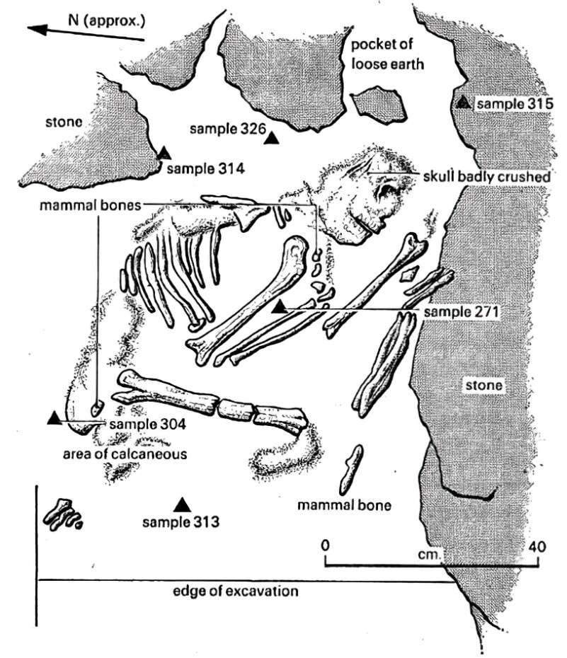 シャニダール洞窟 4号遺跡で発掘された人骨